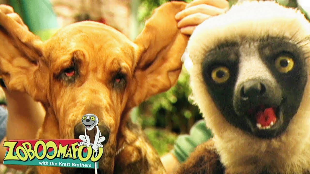 Ears Hear | Zoboomafoo - WildBrain | Movies for Kids