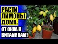 😎 Комнатные фруктовые деревья купить ✔