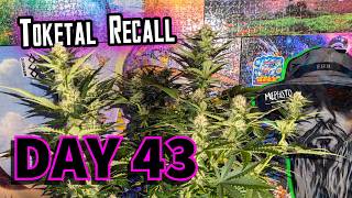 Let's Get Rid of These Gnats - Mephisto Toketal Recall : Uncut | Day 43
