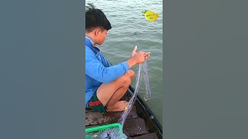 Cu Bảo • Lần Đầu Tiên Thả Lưới Sông Tiền Dính Con Cá Sửu Mừng Hết Cả Hồn | Miền Tây 66 #Shorts