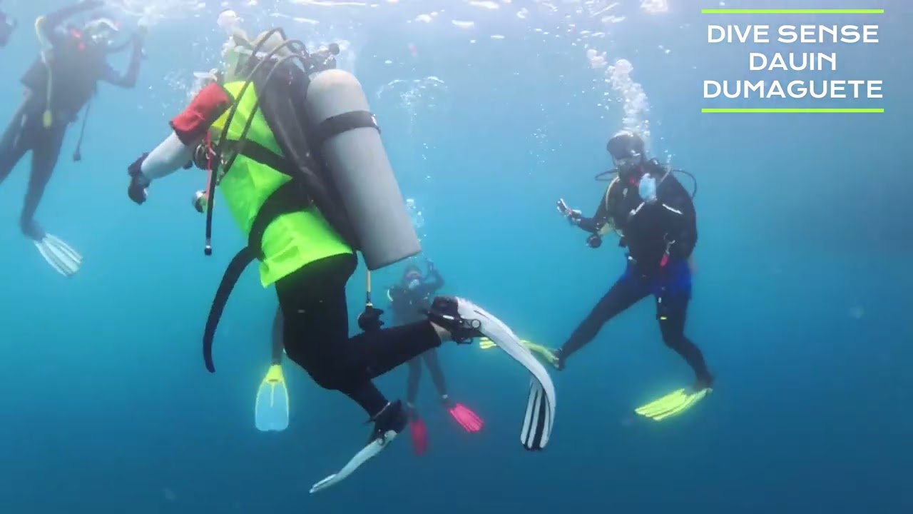 #두마게티 #dumaguete #dauin #dauinsouth #eldorado #philippines #divingtour #divesense