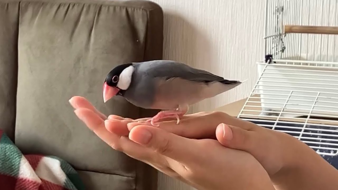 期間限定まるっとフォルム文鳥 - YouTube