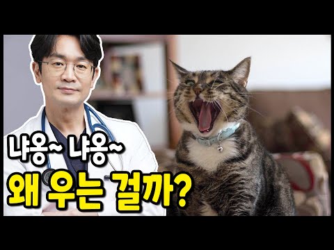 고양이가 울어요. 밤에 잠을 꺠워요. 왜 우는걸까요? 어떻게 해줘야 하는걸까요?