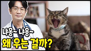 고양이가 울어요. 밤에 잠을 꺠워요. 왜 우는걸까요? 어떻게 해줘야 하는걸까요? screenshot 4