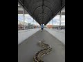 Smart Python Uses Bridge to Safely Cross Busy Road | Incredible Snake Intelligence