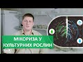 Мікориза у культурних рослин | ПРО МІКРОБИ ПРОСТО | 3 серія