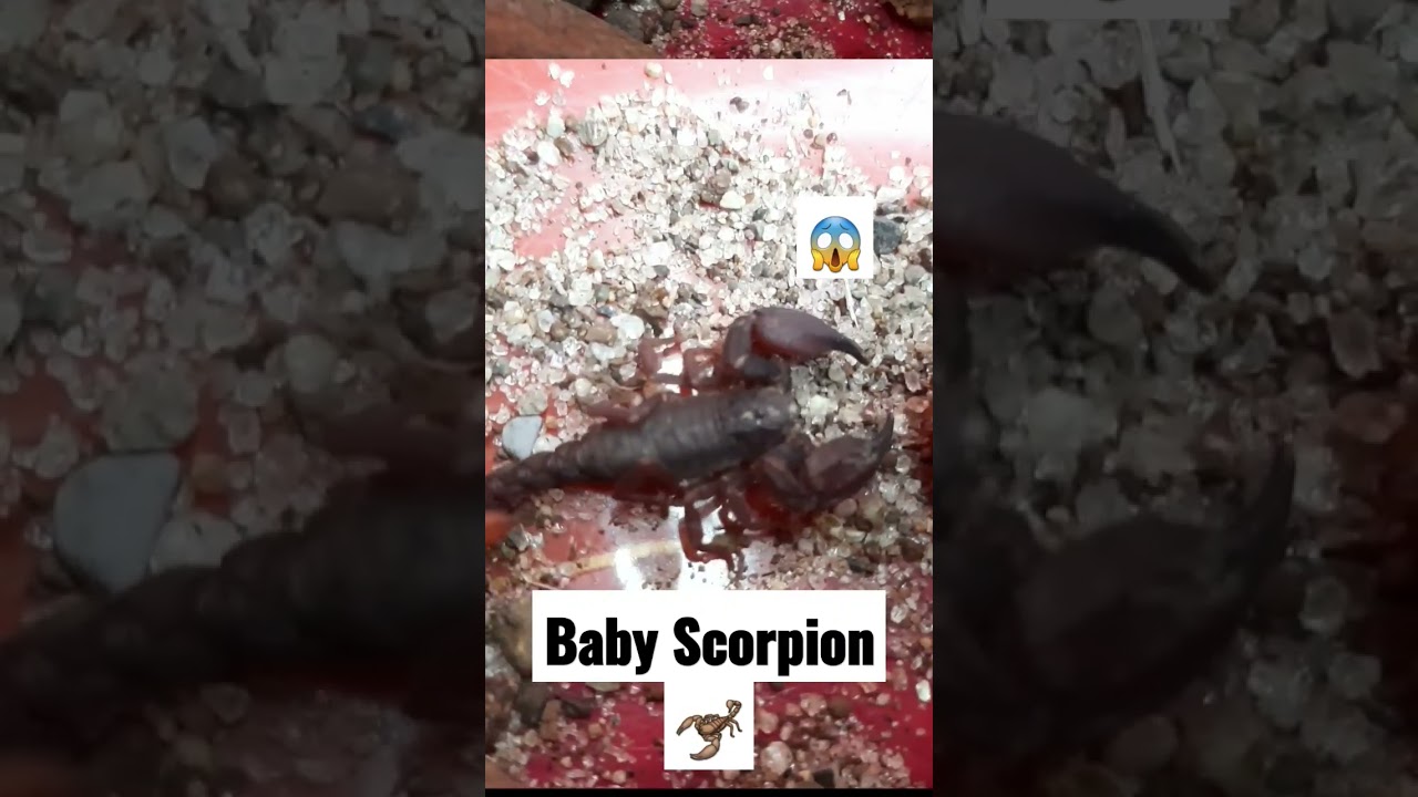 Baby Scorpion 