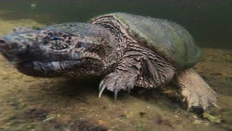 Underwater Snapping Turtle Footage - Chasing Gopro!