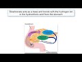 Gastrin cck and secretin explained