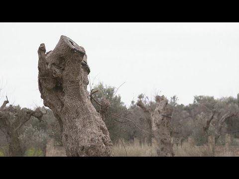 Βίντεο: Θεραπεία Xylella με βερίκοκο: Πώς να αποτρέψετε τη φθορά από την ασθένεια της ψεύτικης ροδάκινου