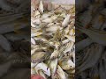 #卖鱼 #fishing #漁民 #打渔 #fish #撈底 #seafood #大魚 #food #撈撈