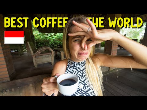 BEST COFFEE IN THE WORLD! / Luwak Coffee & Tegalalang Rice Terrace