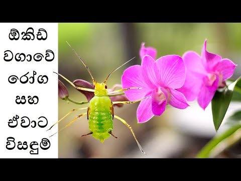 ඕකිඩ් වගාවේ රෝග සහ ඒවාට විසඳුම් - Orchid Diseases and Treatment | ගෙවතු වගාව