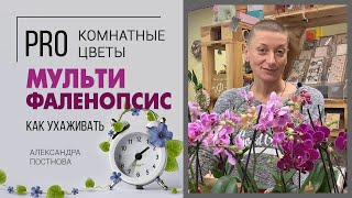 Орхидея Фаленопсис мультифлора или мультицветковый - нежные создания, усыпанные цветами бабочками. screenshot 1