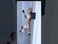 Kucing Lucu.. #catlovers #cat #cats #cutecat #cats_of_world #ilovecats #kucinglucu #fyp #viralvideo