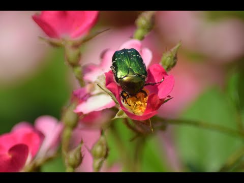Видео: Японские жуки на розах: как контролировать японских жуков на розах