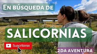 DÓNDE y CÓMO cosechar salicornias en Tierra del Fuego