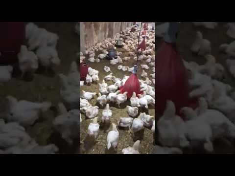 40 يوم فقط الفراخ 2 4كيلو اعلى معامل تحويل من العلف بايو فاك ت ور وزير زراعة الغلابة