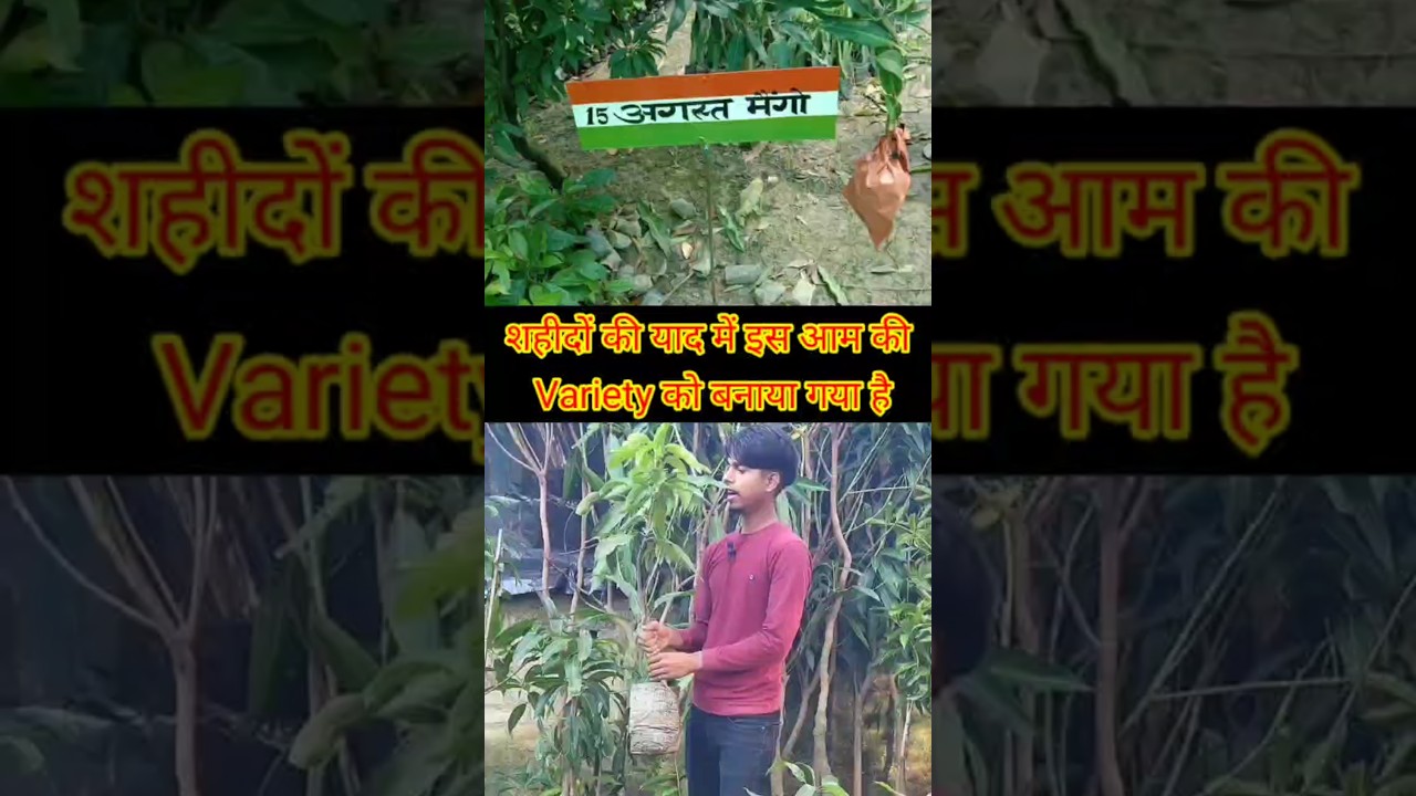 15 Aguest mango variety malihabad | mango nursery malihabad | fruit plant nursery lucknow