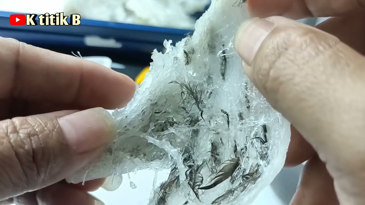 jangan pernah lakukan seperti ini ketika mencabut bulu walet