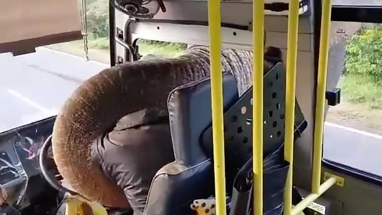 Cheeky elephant robs the bus driver for banana