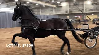 2023 Morgan Horse Sale, with prices.