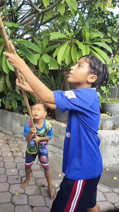 LAYANGAN NYANGKUT DI POHON | Shorts