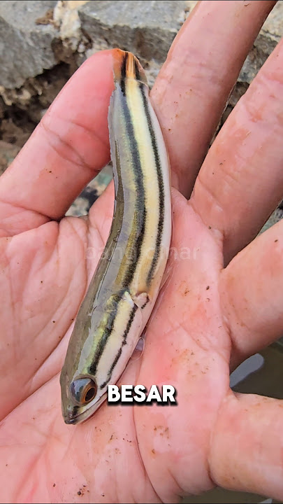 PEMBARUAN‼️BAYI TOMAN PERGI MEMANCING‼️ #shorts