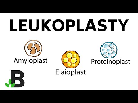 Wideo: Do czego służą amyloplasty?
