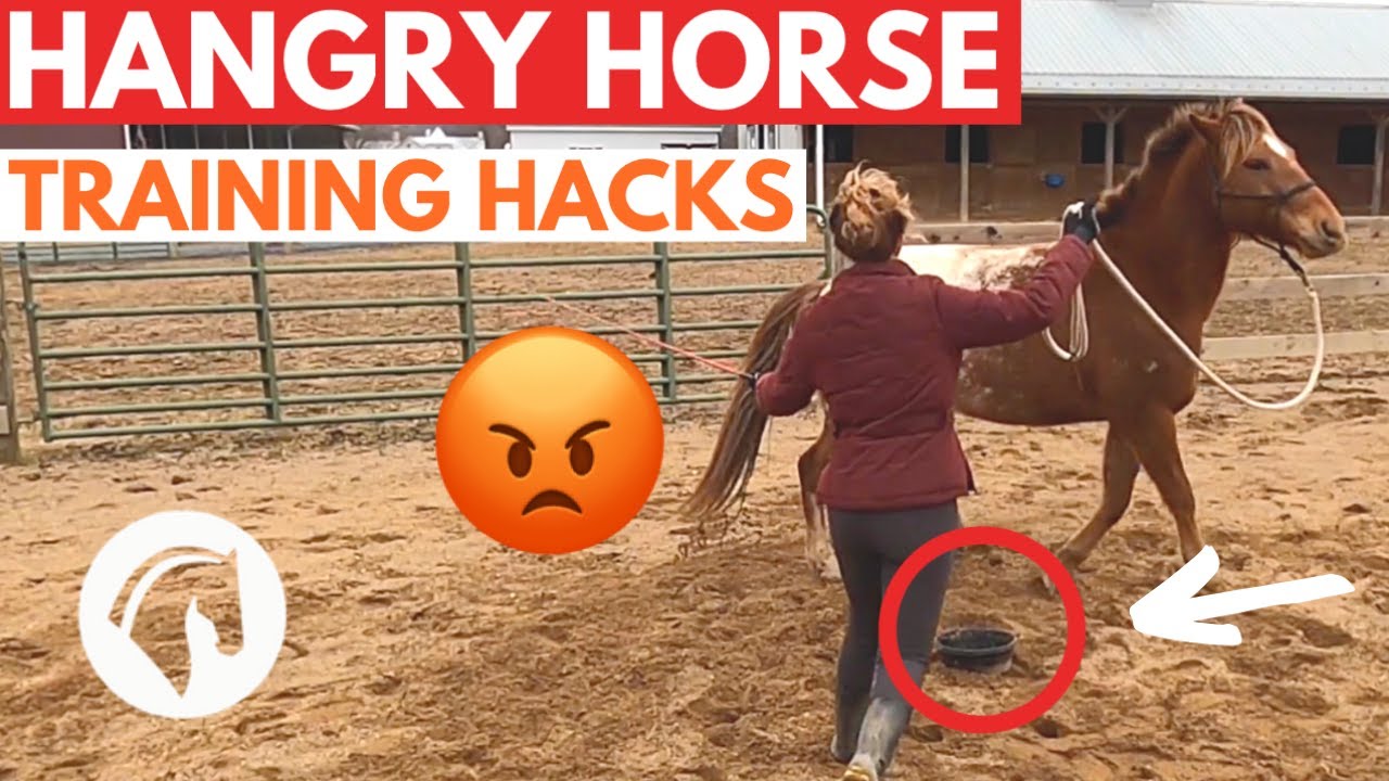Horse Pushy At Feeding Time Easy Techniques YouTube