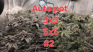 Autopot system. 3x3 and 5x5 grow tent. Mars Hydro FC-4800 and FC-E8000. Gaia Green 444 & 284.