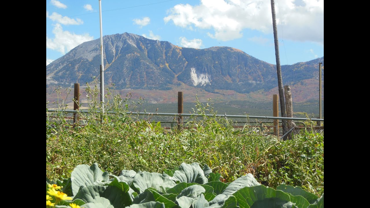 The 6 environmental factor that affect your garden