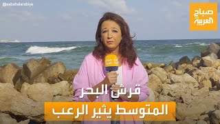 صباح العربية | القرش يثير الرعب بين أهالي الإسكندرية.. وخطة لتتبع أسماك القرش بالأقمار الصناعية