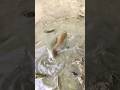 Catfish Hunt in the Mud #shortsfeed #villagepond #fish #fishing #fishinglife #villagelife #popular