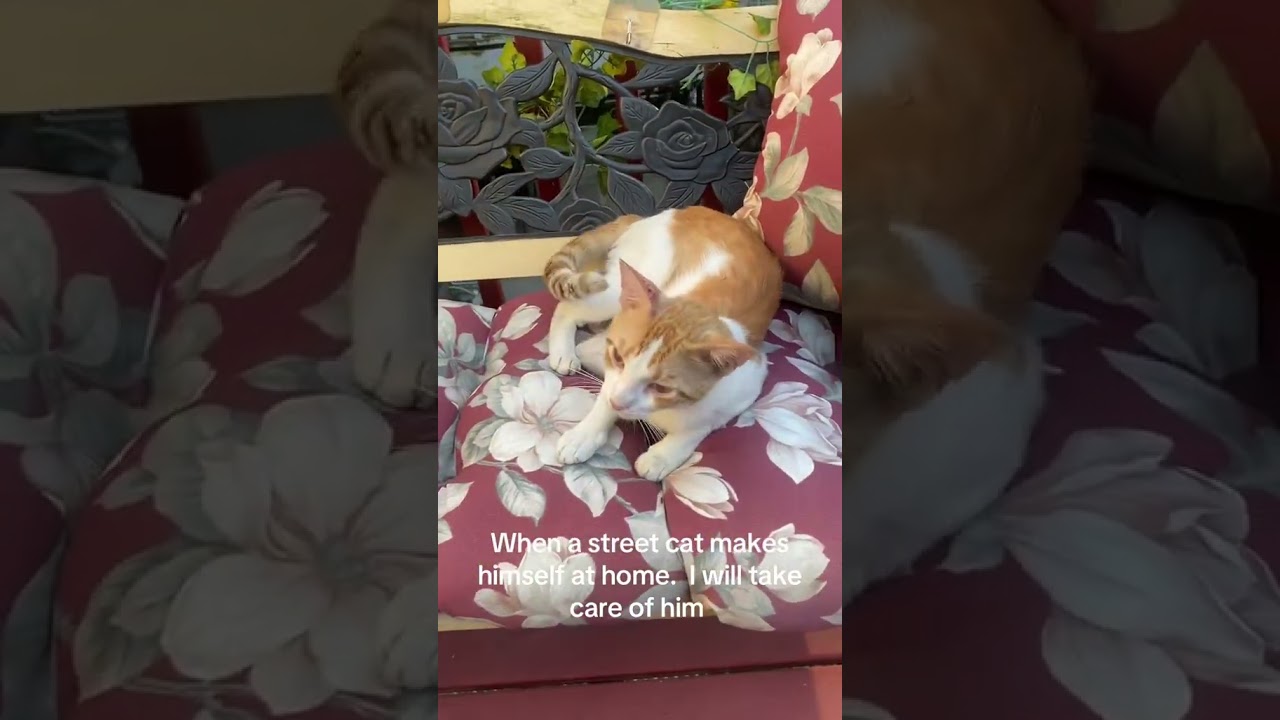 Нашла этого кота, уютно устроившегося на моей скамейке 