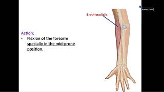 Muscles of the Back of Forearm - Dr. Ahmed Farid