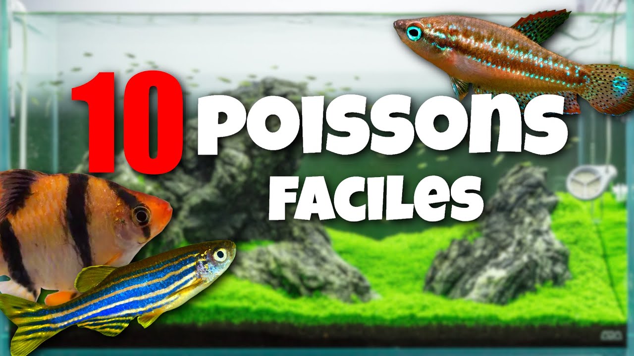 10 poissons faciles pour débuter ! - YouTube
