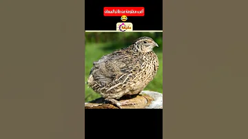 أغرب معلومة عن طائر السمان 