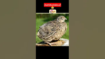 أغرب معلومة عن طائر السمان 