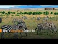 What's Masai Mara Safari Like