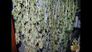 Death Bubba GG4 and SFV OG Day 70 Harvest