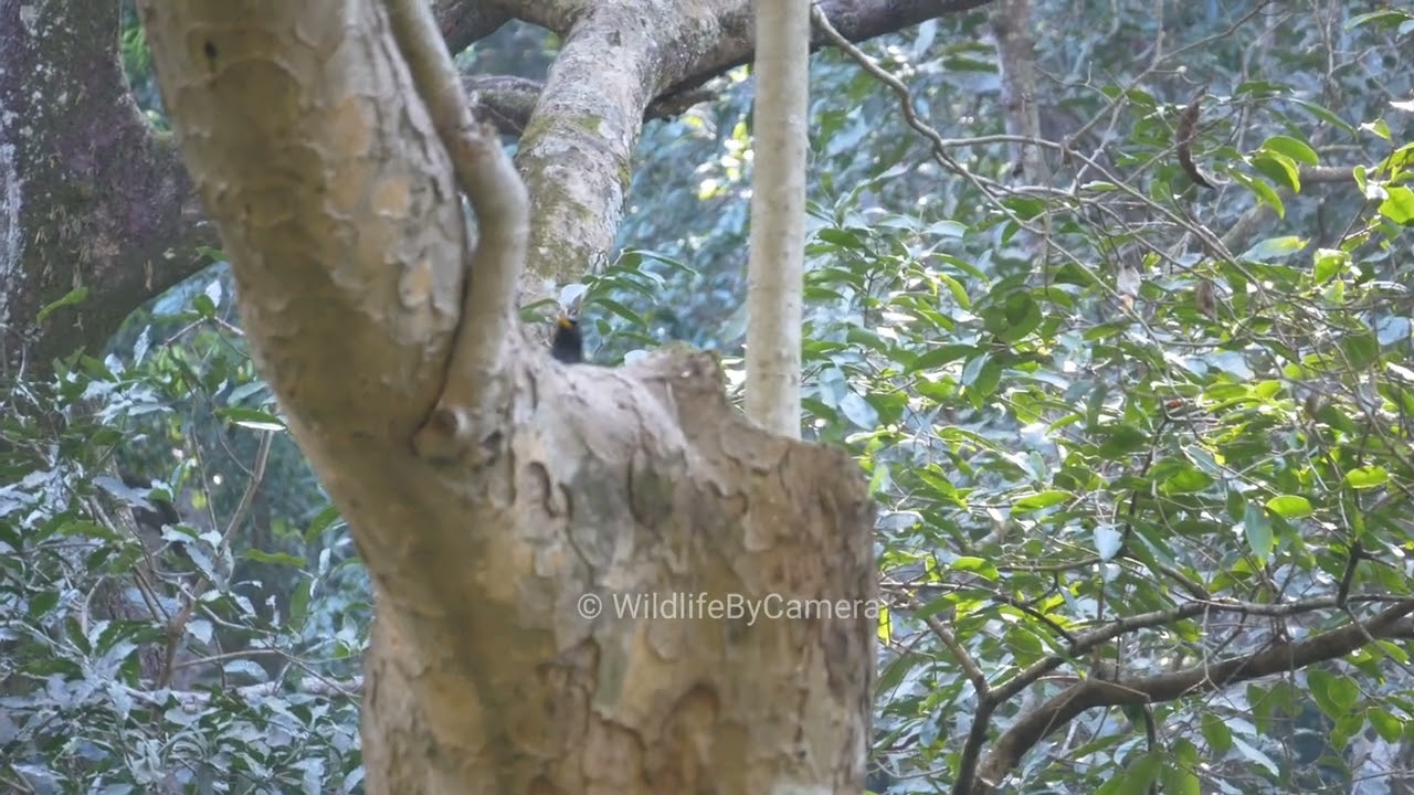 Bird |Ramnagar Jim Corbett National Park Buffer Zone Wildlife By Camera 4k Video In Hindi 