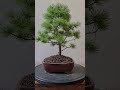 Bonsai pinus rempot akadama kiryu 2024