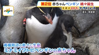 海遊館で「ミナミイワトビペンギン」の赤ちゃん誕生！特徴的な“黄色い飾り羽”まだ生えておらず（2026年6月10日）