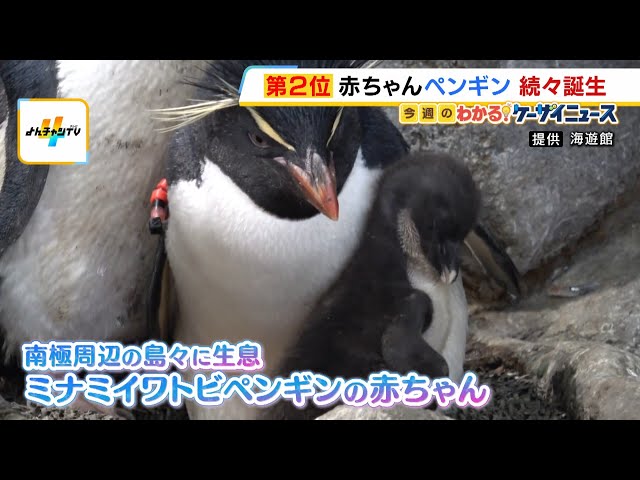 飛べないペンギン Southern Rockhopper Penguin chick born at Osaka Aquarium Kaiyukan