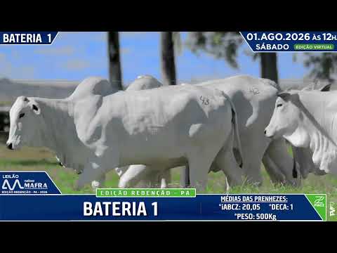 BATERIA 1   LOTE 42   43   44