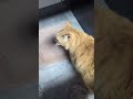 Do Orange Cats Share One Brain Cell?