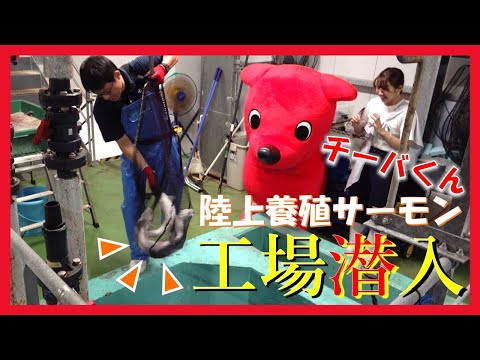【工場見学】おかそだちサーモンの陸上養殖工場をチーバくんが見学してきたよ！in木更津