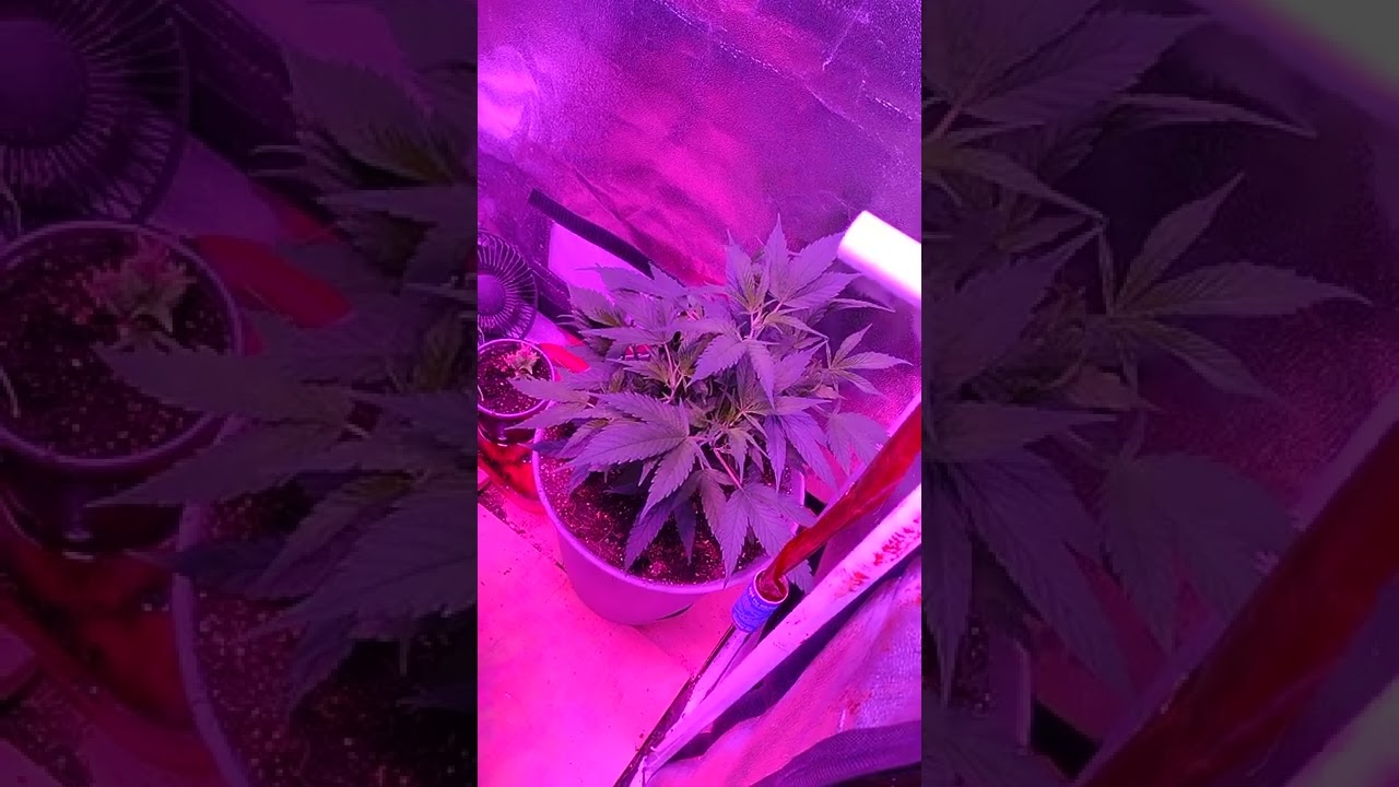 monster cropped monster