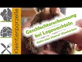 Geschlechtererkennung bei Legewachteln | Geschlechtsbestimmung Hahn - Henne | Kloakentest Wachtel